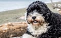 Portuguese Water Dog - black