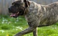 presa canario - brindle