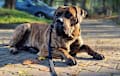 presa canario - brindle