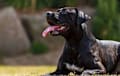 presa canario - black