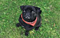 Pug - black