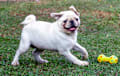 Pug - cream
