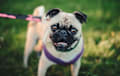 Pug - fawn