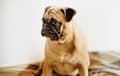 Pug - fawn