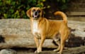 Puggle - red