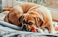 Puggle - red
