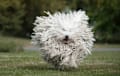 Puli - White