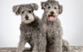 pumi