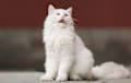 Ragamuffin