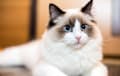 Ragdoll - white