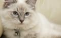 Ragdoll - lilac