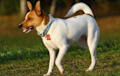 Rat Terrier - Chocolate sable