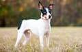 Rat Terrier - Tri Color