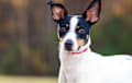 Rat Terrier - Tri Color