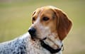 Redtick Coonhound - red