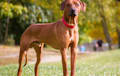 Rhodesian Ridgeback - red wheaten