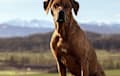 Rhodesian Ridgeback - red wheaten
