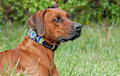 Rhodesian Ridgeback - red wheaten