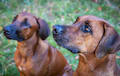 Rhodesian Ridgeback - red wheaten