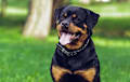Rottweiler - Black and tan