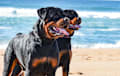 Rottweiler - Black and tan