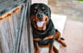 Rottweiler - Black and tan
