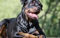 Rottweiler - Black and tan