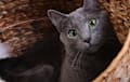 Russian Blue - blue