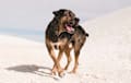 Catahoula Leopard Dog - Brindle