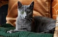 Russian Blue - blue