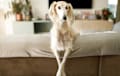 Saluki - White