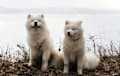 Samoyed - White