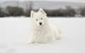 Samoyed - White