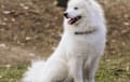 Samoyed - White