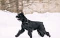 Standard Schnauzer - black