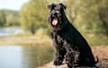 Standard Schnauzer - black