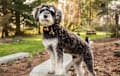 schnoodle - black
