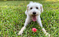 schnoodle - white