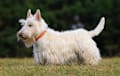 Scottie Scottish Terrier - white