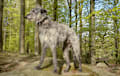 Scottish Deerhound