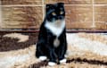 Scottish Fold - black and white