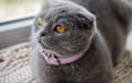 Scottish Fold - blue
