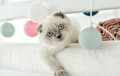 Scottish Fold - silver white