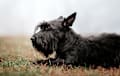 Scottie Scottish Terrier - Black