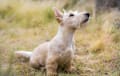 Scottie Scottish Terrier - wheaten