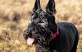 Scottie Scottish Terrier - Black