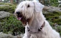 Sealyham Terrier