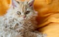 Selkirk Rex - Orange