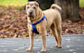 Shar Pei - cream