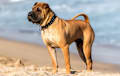 Shar Pei - fawn